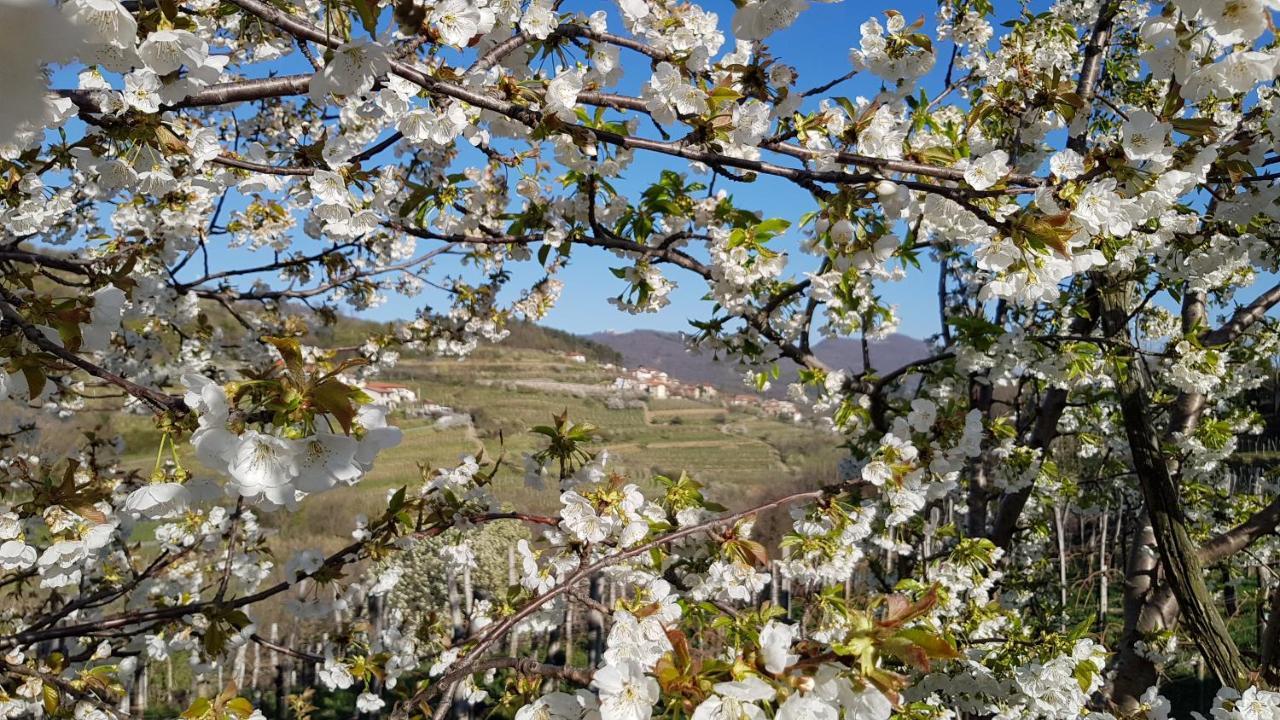 Valentina Guest House At Pintar Wine Estate Kojsko Экстерьер фото