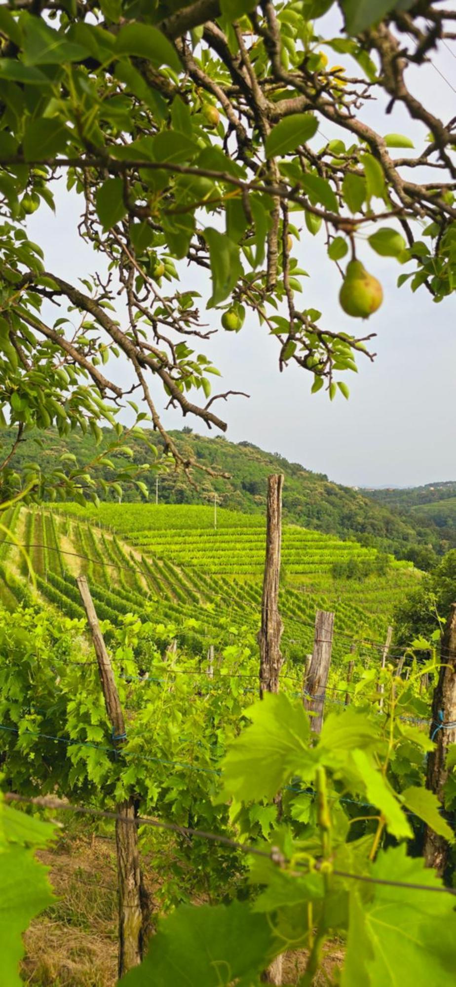 Valentina Guest House At Pintar Wine Estate Kojsko Экстерьер фото