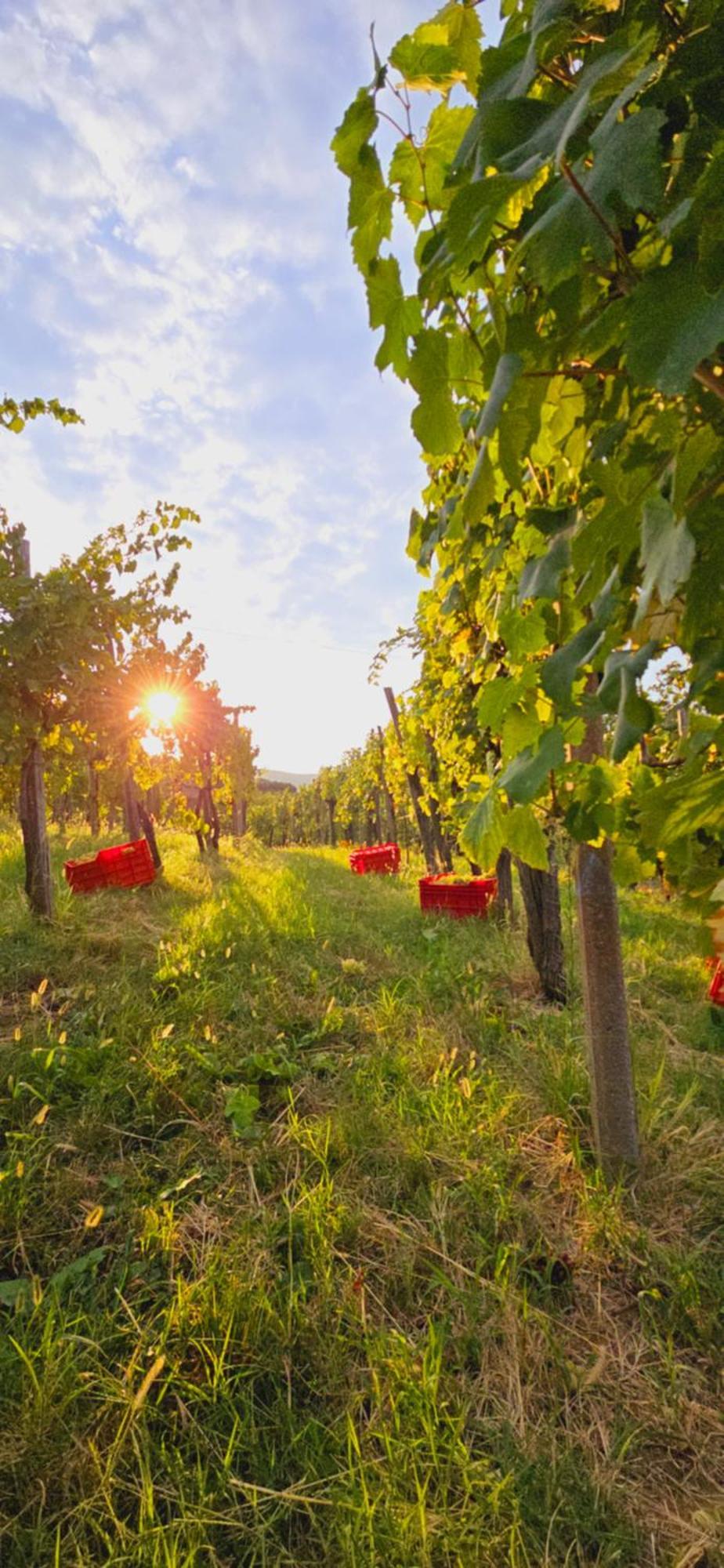 Valentina Guest House At Pintar Wine Estate Kojsko Экстерьер фото
